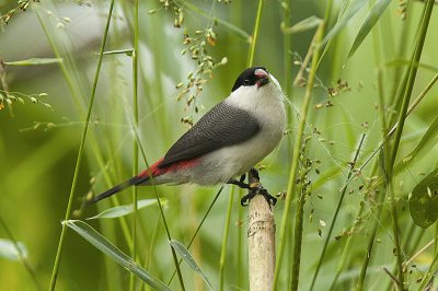 Waxbill crowned black