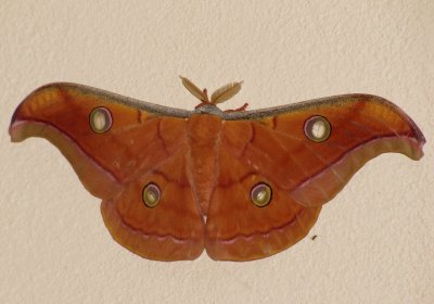 Antheraea pernyi