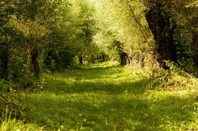 Bosque na Renania