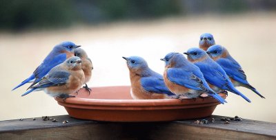 blue birds