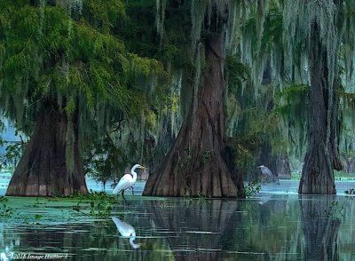 egret