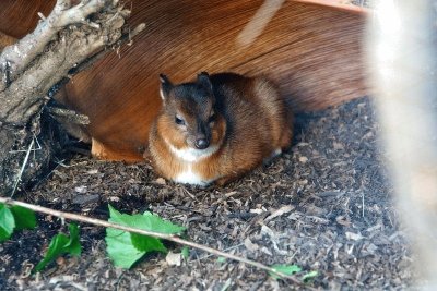 Antilope pigmea