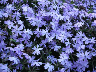 Phlox