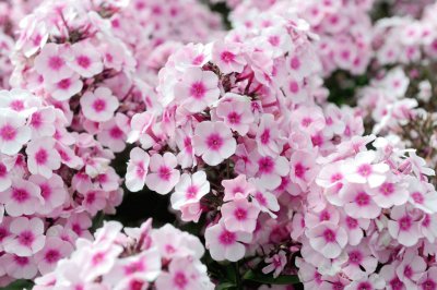 Phlox