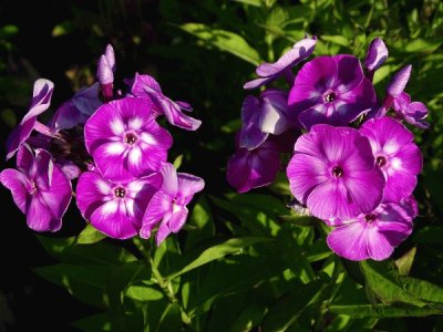 Phlox