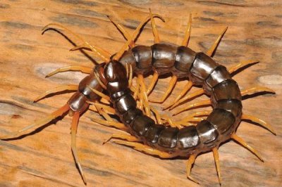 Scolopendra