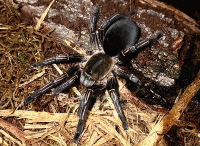 Tarantola zebra