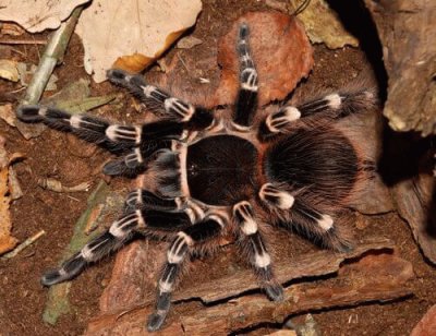 Tarantola messicana dalle ginocchia bianche