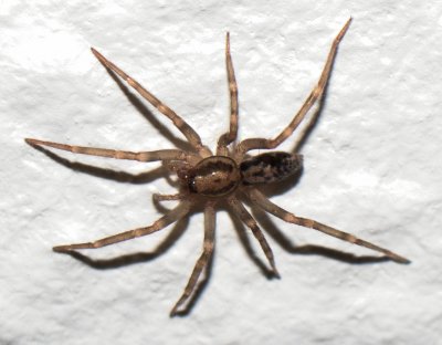 Tegenaria domestica