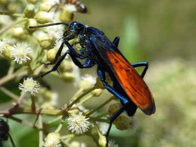 Vespa falco della tarantola