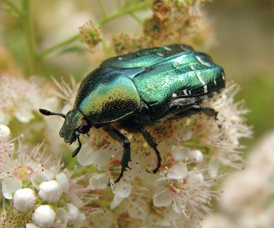 Etonia aureata