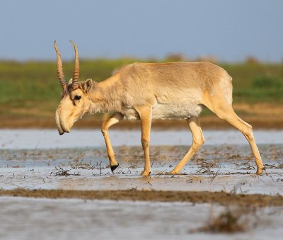 Antilope saiga