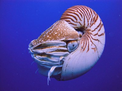 Nautilo