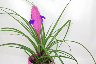 Tillandsia