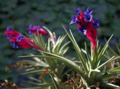 Tillandsia