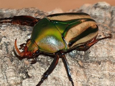 Eudicella gralli