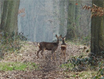 chevreuils