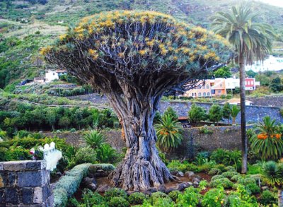 PLANTA DEL DESIERTO