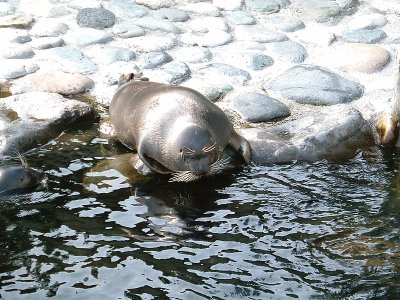 Foca di bajcal