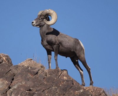 Bighorn del deserto