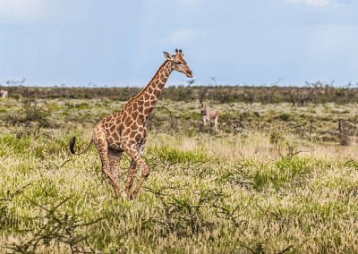 Giraffa dell 'angola