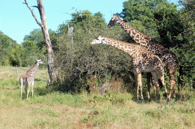 Giraffa rhodesiana