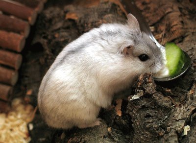 Criceto siberiano