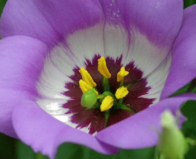 Eustoma