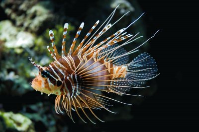 Pterois antennata