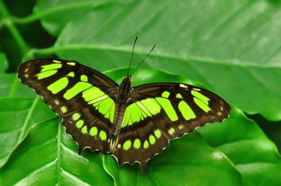 Malachite