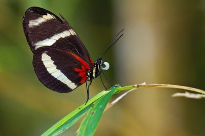 Heliconius pachinus