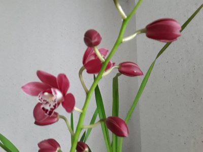 OrchidÃ©e