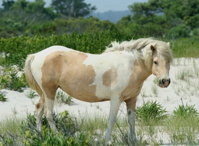 Assateagne