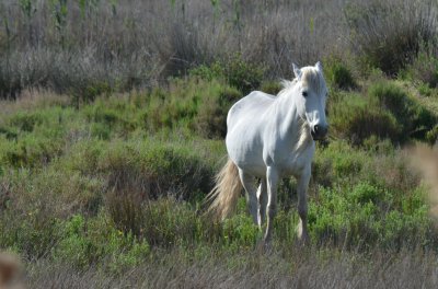 Wild Horse