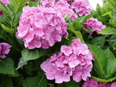 Hortensia