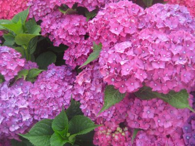 Hortensia