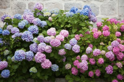 Hortensia