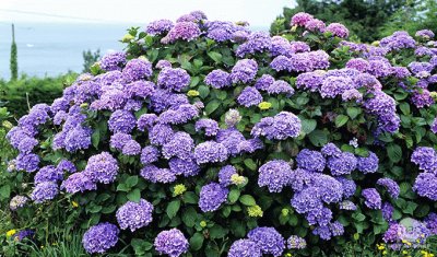 Hortensia