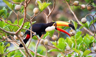 tucan comiendo