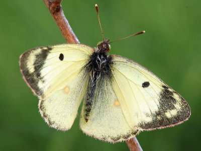 Colias