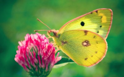 Colias hyale