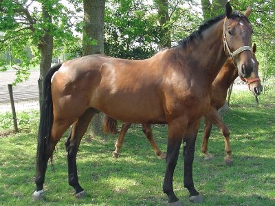 Dutch warmblood