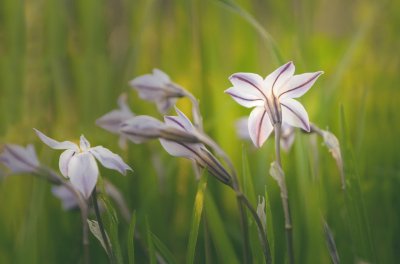 Ã‰toile du printemps