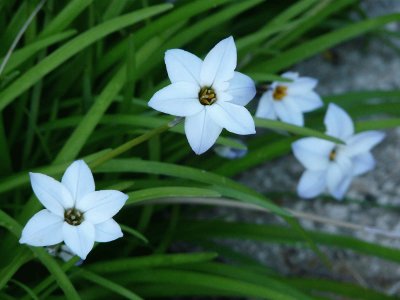 Ã‰toile du printemps