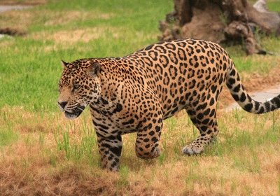 Jaguar