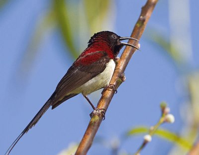 Nettarina golanera