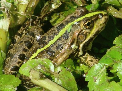 la grenouille verte