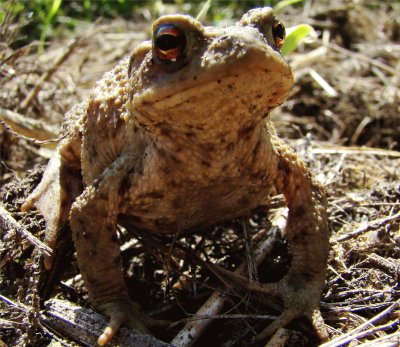 le crapaud commun