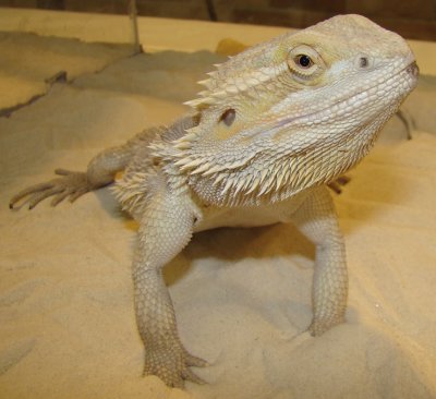 Pogona vitticeps