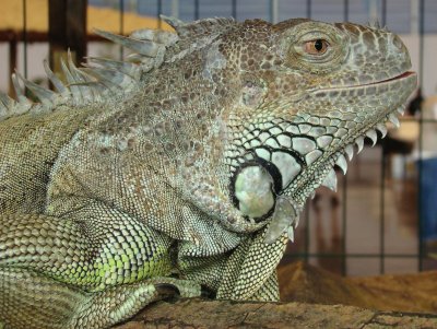 l 'iguane vert